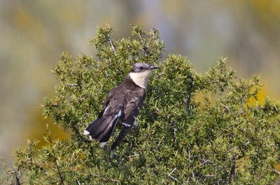 Great spotted cuckoo