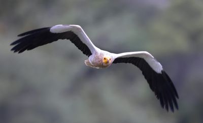 Egyptian vulture
