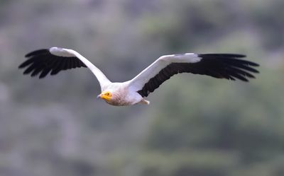 Egyptian vulture