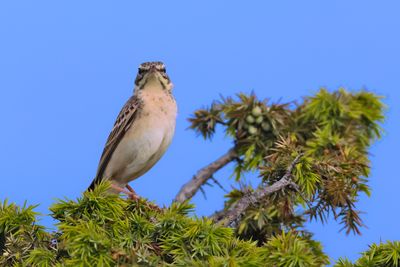 Tawny pipit (Anthus campestris)
