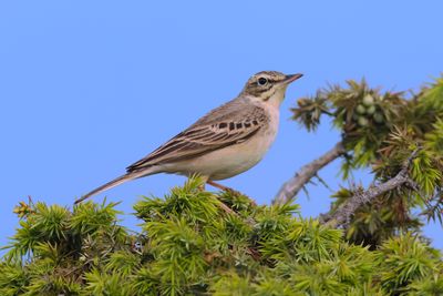Tawny pipit (Anthus campestris)