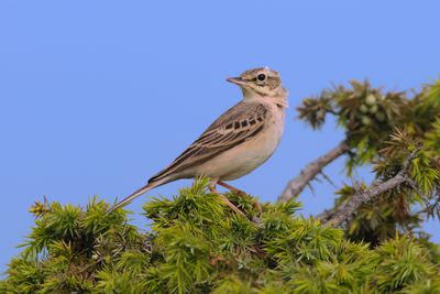 Tawny pipit (Anthus campestris)