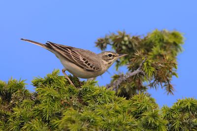 Tawny pipit (Anthus campestris)