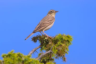 Tawny pipit