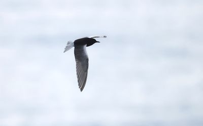 White-winged tern (Chlidonias leucopterus)