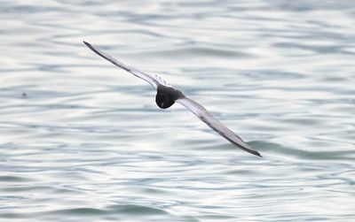 White-winged tern (Chlidonias leucopterus)