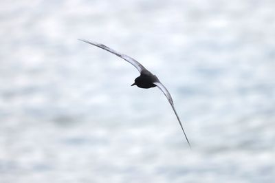White-winged tern (Chlidonias leucopterus)