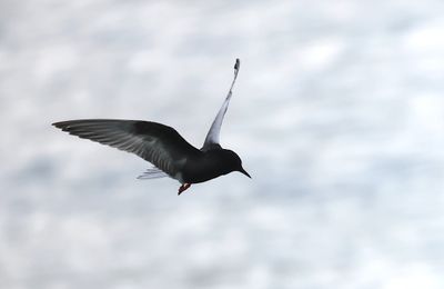 White-winged tern (Chlidonias leucopterus)