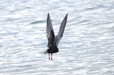 White-winged tern (Chlidonias leucopterus)