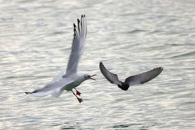 White-winged tern (Chlidonias leucopterus)