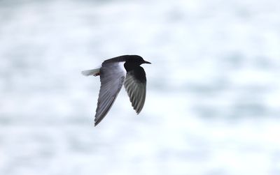 White-winged tern (Chlidonias leucopterus)
