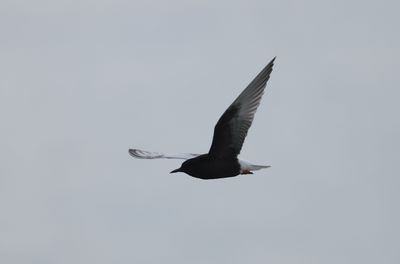 White-winged tern (Chlidonias leucopterus)