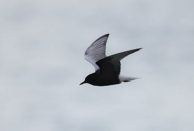 White-winged tern (Chlidonias leucopterus)