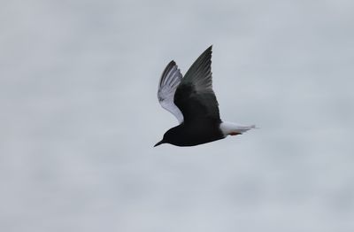 White-winged tern (Chlidonias leucopterus)