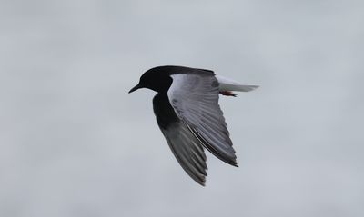 White-winged tern (Chlidonias leucopterus)