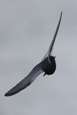 White-winged tern
