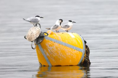 Sandwich Tern (Thalasseus sandvicensis)