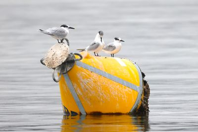 Sandwich Tern (Thalasseus sandvicensis)