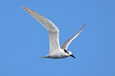 Sandwich Tern (Thalasseus sandvicensis)