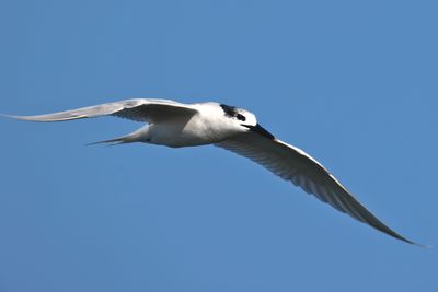 Sandwich Tern (Thalasseus sandvicensis)