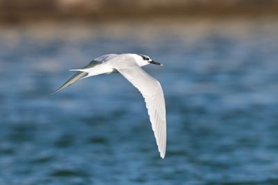 Sandwich Tern (Thalasseus sandvicensis)