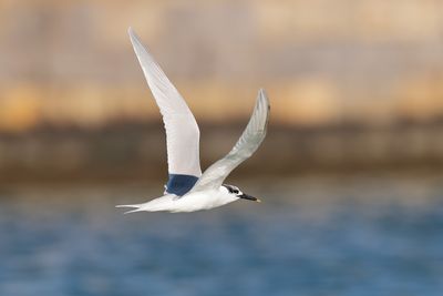 Sandwich Tern (Thalasseus sandvicensis)