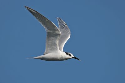 Sandwich Tern (Thalasseus sandvicensis)