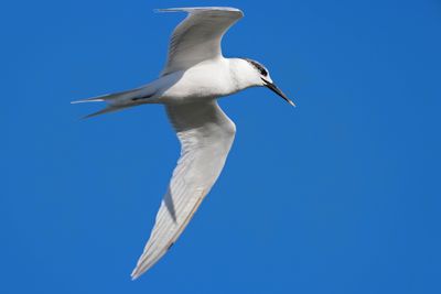 Sandwich Tern (Thalasseus sandvicensis)