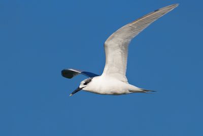 Sandwich Tern (Thalasseus sandvicensis)