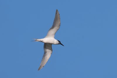 Sandwich Tern (Thalasseus sandvicensis)