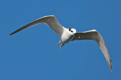 Sandwich Tern (Thalasseus sandvicensis)