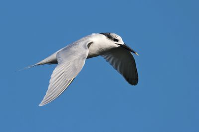 sandwich tern