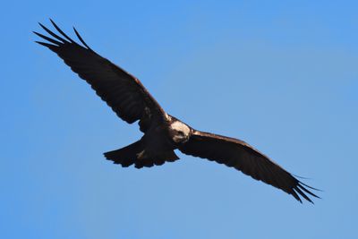 Marsh Harrier (Circus aeruginosus)