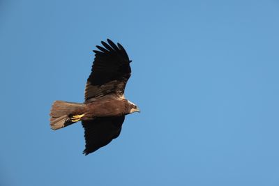 Marsh Harrier (Circus aeruginosus)