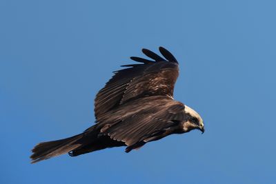 Marsh Harrier