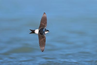 House martin