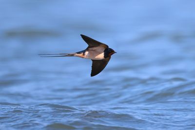 Barn swallow