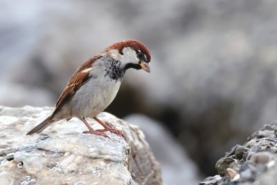 House sparrow