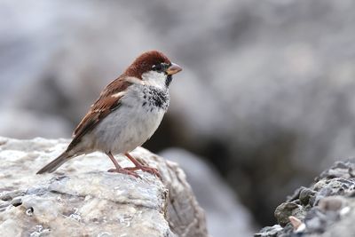 House sparrow (Passer domesticus)