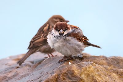 House sparrow (Passer domesticus)