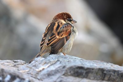 House sparrow