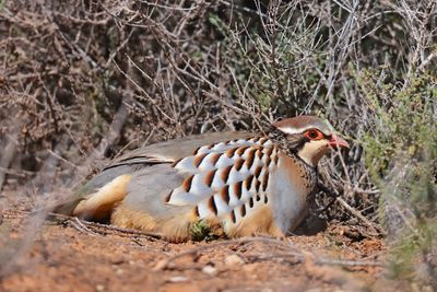 Red-legged partridge