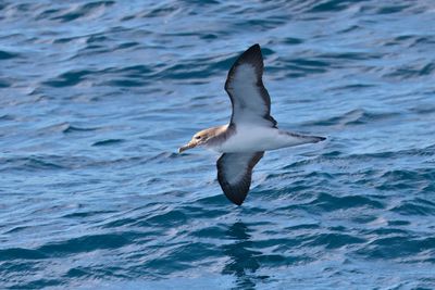 Cory's shearwater