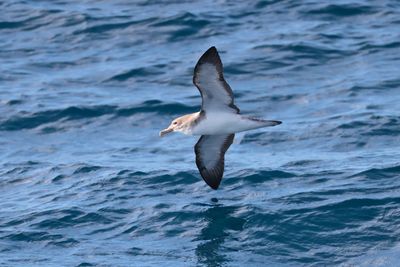 Cory's shearwater (Calonectris borealis)