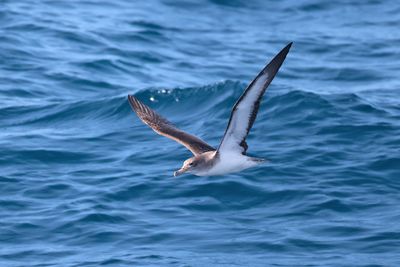 Cory's shearwater (Calonectris borealis)