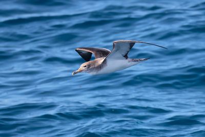 Cory's shearwater (Calonectris borealis)