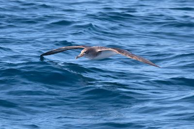 Cory's shearwater