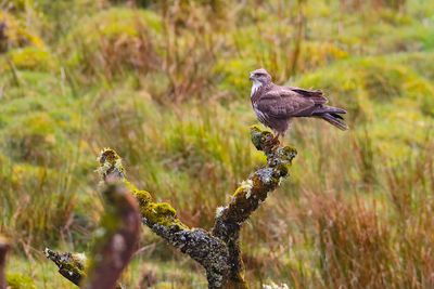 Common Buzzard