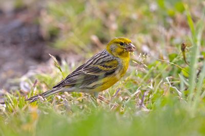 Atlantic canary (Serinus canaria)