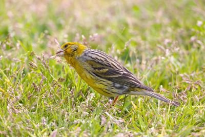 Atlantic canary (Serinus canaria)